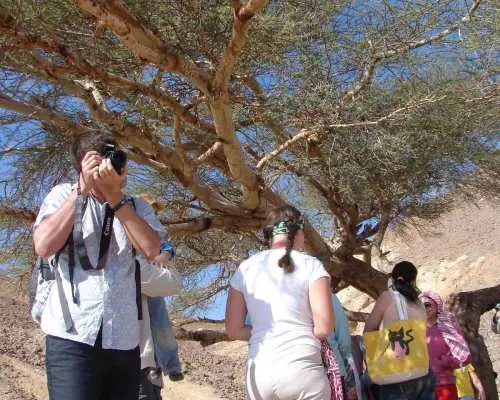Marsa Alam: Sand Buggy Adventure with Camel Ride & Dinner｜Egypt
