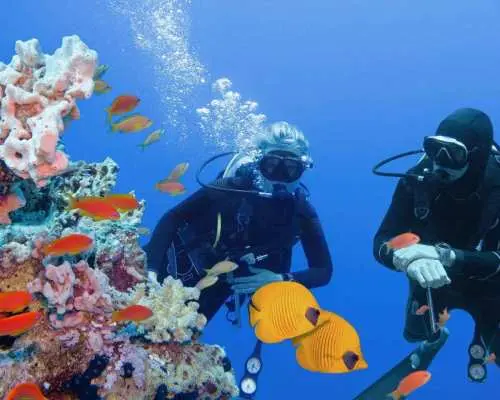 沙姆沙伊赫：白島海上之旅（含浮潛、午餐和飲料）｜埃及