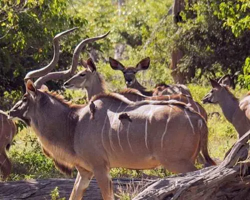 1/2 Day Phezulu Safari Park & Valley of 1000 Hills - Durban｜South Africa
