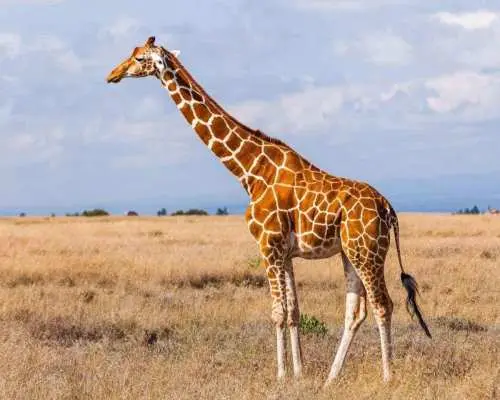 1/2 Day Phezulu Safari Park & Valley of 1000 Hills - Durban｜South Africa