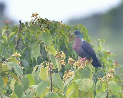Richards Bay: Dlinza Forest Bird Watching Tour｜South Africa