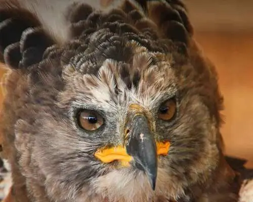 Richards Bay: Dlinza Forest Bird Watching Tour｜South Africa