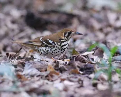 Richards Bay: Dlinza Forest Bird Watching Tour｜South Africa