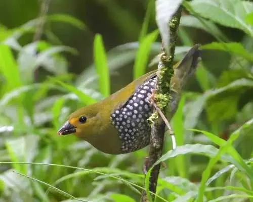 Richards Bay: Dlinza Forest Bird Watching Tour｜South Africa