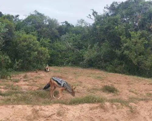 阿多大象國家公園：自駕遊獵之旅｜南非