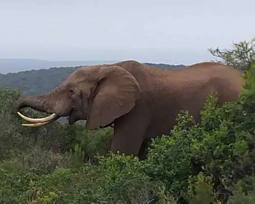 阿多大象國家公園：自駕遊獵之旅｜南非
