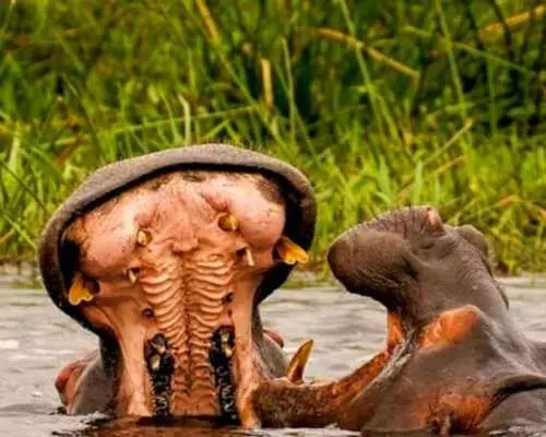 Schotia Game Reserve Big 5 Safari in Open 4x4 with Dinner｜South Africa