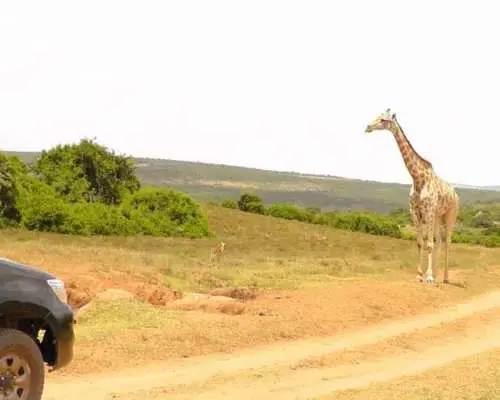 Schotia Game Reserve Big 5 Safari in Open 4x4 with Dinner｜South Africa