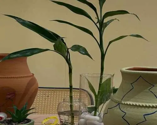 Jeddah Pottery Workshop with Coffee and Dates｜Saudi Arabia