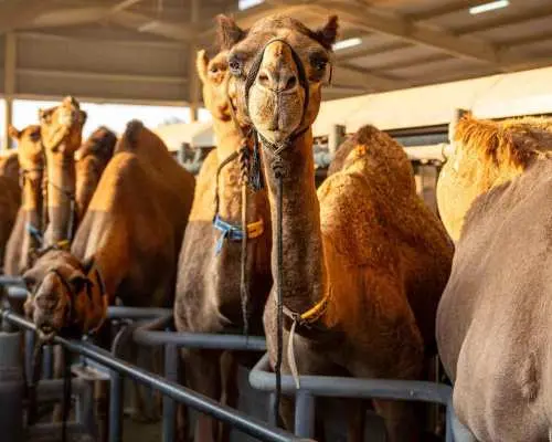 Dubai: Guided Camel Farm Tour+Camel Milk Tasting-Camelicious｜United Arab Emirates