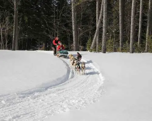 Mont-Tremblant: Guided Dogsledding Tour with Hot Chocolate｜Canada