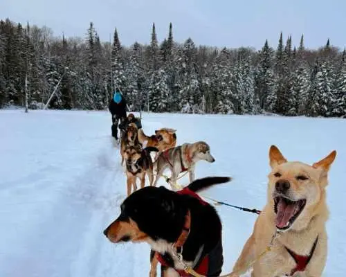 Mont-Tremblant: Guided Dogsledding Tour with Hot Chocolate｜Canada