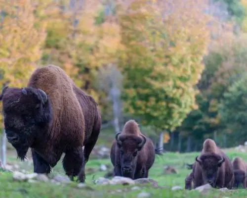 Full-Day Fishing & Wildlife Tour near Mont-Tremblant｜Canada