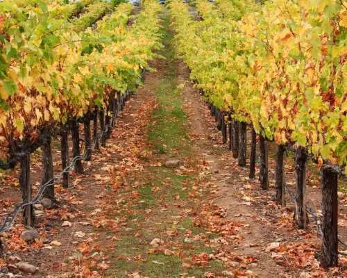 Napa Valley: Driver & Guide Service California wine country｜United States