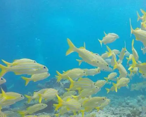 Key Largo: Molasses Reef Snorkeling Trip｜United States