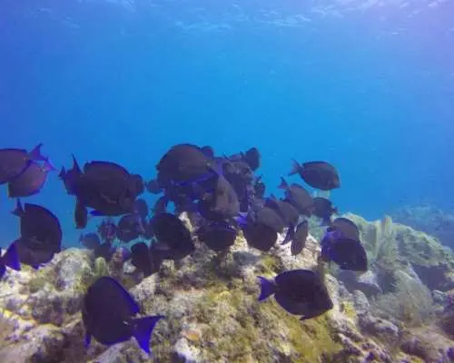 Key Largo: Molasses Reef Snorkeling Trip｜United States
