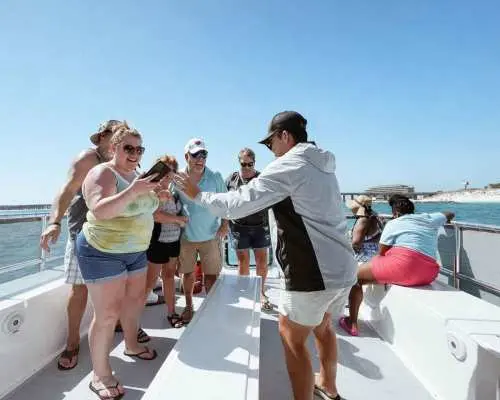 Shell Island: Snorkeling with Dolphin Watching｜United States