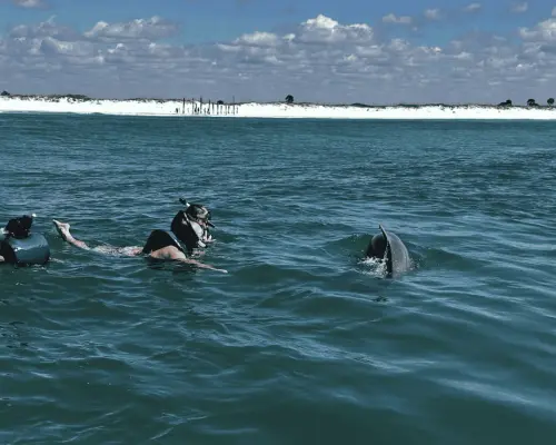 Panama City Beach Private Dolphin and Snorkeling Tour 2hr｜United States