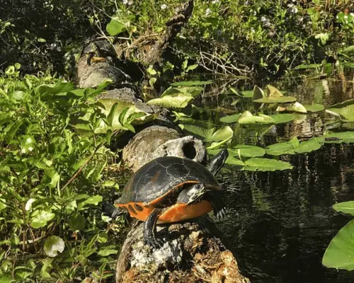 Alexander Springs: Guided Kayak Swim & Snorkel｜United States