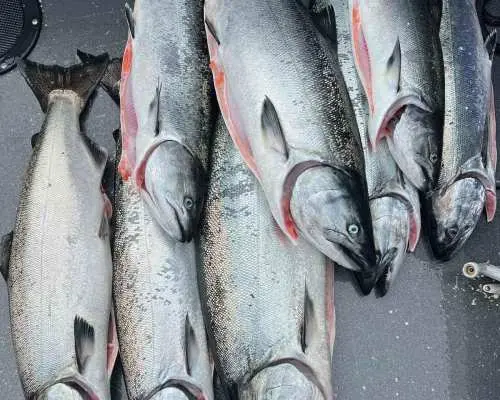 錫特卡：6小時首映鮭魚釣魚｜美國