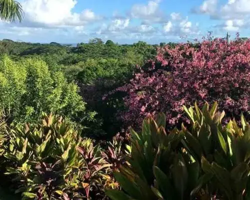 Princeville: Guided Botanical Gardens and Chocolate Tour｜United States