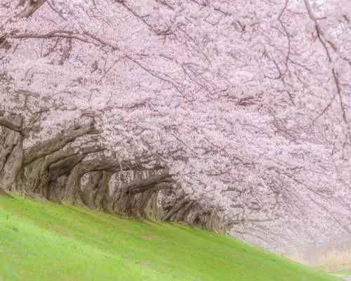 【日本  赏樱包车一日游】东京・关西・名古屋地区｜千鸟之渊・上野公园・目黑川・新仓山浅间公园・河口湖四季花海・富士山芝樱・背割堤・伏见十石舟・醍醐寺・胜尾寺・宇治・吉野山千本樱・壶阪寺・高远城遗址公园・犬山城・冈崎城・五条川樱花隧道・光前寺・寂光院等地区赏樱定制包车服务｜东京・大阪・京都・名古屋出发