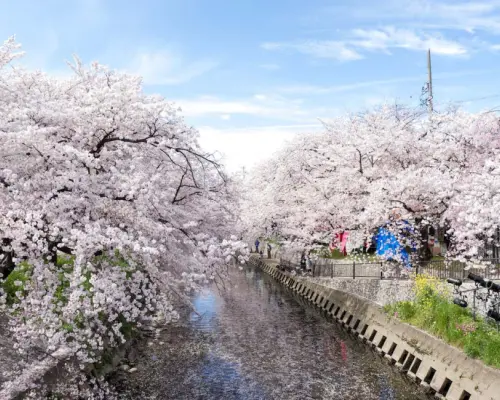 【日本  赏樱包车一日游】东京・关西・名古屋地区｜千鸟之渊・上野公园・目黑川・新仓山浅间公园・河口湖四季花海・富士山芝樱・背割堤・伏见十石舟・醍醐寺・胜尾寺・宇治・吉野山千本樱・壶阪寺・高远城遗址公园・犬山城・冈崎城・五条川樱花隧道・光前寺・寂光院等地区赏樱定制包车服务｜东京・大阪・京都・名古屋出发