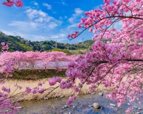 【日本  赏樱包车一日游】东京・关西・名古屋地区｜千鸟之渊・上野公园・目黑川・新仓山浅间公园・河口湖四季花海・富士山芝樱・背割堤・伏见十石舟・醍醐寺・胜尾寺・宇治・吉野山千本樱・壶阪寺・高远城遗址公园・犬山城・冈崎城・五条川樱花隧道・光前寺・寂光院等地区赏樱定制包车服务｜东京・大阪・京都・名古屋出发