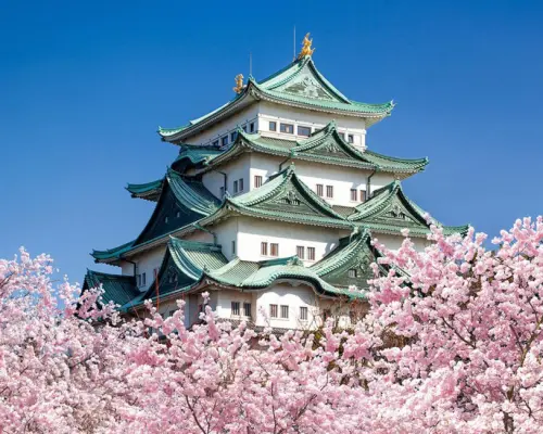 【日本  赏樱包车一日游】东京・关西・名古屋地区｜千鸟之渊・上野公园・目黑川・新仓山浅间公园・河口湖四季花海・富士山芝樱・背割堤・伏见十石舟・醍醐寺・胜尾寺・宇治・吉野山千本樱・壶阪寺・高远城遗址公园・犬山城・冈崎城・五条川樱花隧道・光前寺・寂光院等地区赏樱定制包车服务｜东京・大阪・京都・名古屋出发