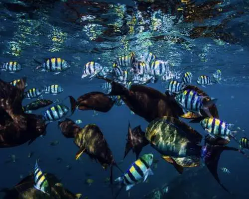 Nusa Penida: Snorkeling 2 Spot Manta Point