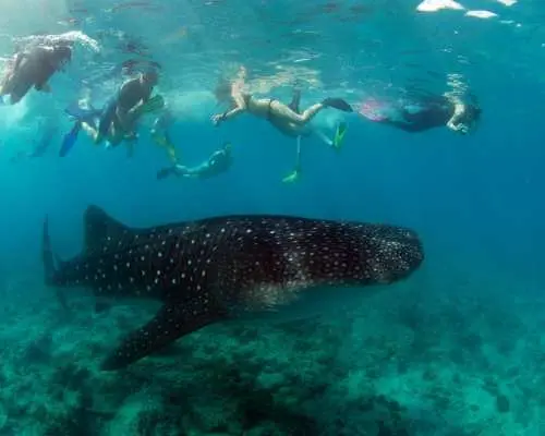 Lombok to Sumbawa: 2-Day Kenawa Savanna & Whale Shark Snorkeling Experience