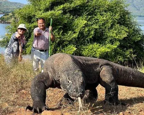 拉布安巴焦 | 全天快艇探險：帕達爾、巨龍、粉紅沙灘與浮潛 | 從拉布安巴焦出發