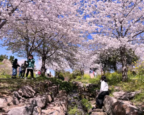 [얼리버드 24% 할인] 제주 벚꽃 & 유네스코 투어 (호텔 픽업 포함) | 대한민국