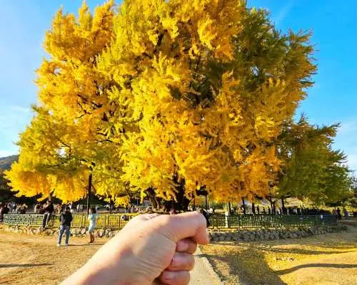 從首爾出發的方溪里銀杏樹一日遊：原州和昭錦山纜車