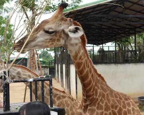 Thailand | Sriayuthaya Lion Park Ayutthaya Zoo | Tickets & Jeep Giraffe Photo Experience