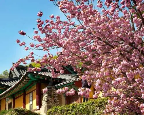 ソウル発、韓国王宮の桜満開日帰りツアー | 海岸、寺院、要塞