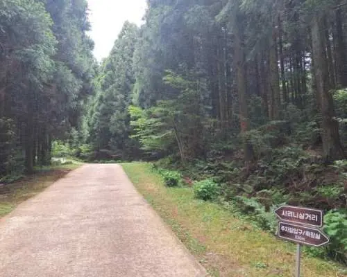 Jeju Jungmun 1-Day Bus Tour | Jungmun Jeju Bus Day Tour