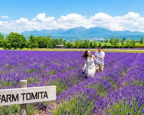 [Summer Limited Time Offer | Includes Shikisai-oka Admission + Flower Field Tractor Tour] Hokkaido Biei-Furano Day Trip | Shikisai-oka & Shirogane Blue Pond & Shirahige Falls & Farm Tomita | English & Chinese Service | Round Trip from Sapporo