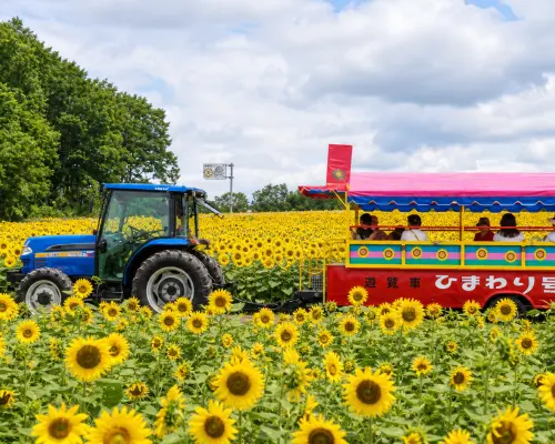 [Summer Limited Time Offer | Includes Shikisai-oka Admission + Flower Field Tractor Tour] Hokkaido Biei-Furano Day Trip | Shikisai-oka & Shirogane Blue Pond & Shirahige Falls & Farm Tomita | English & Chinese Service | Round Trip from Sapporo