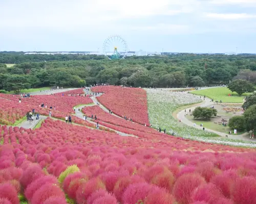 【9月19日】利根川花火大會賞花火之旅｜國營常陸海濱公園（含門票）｜東京出發