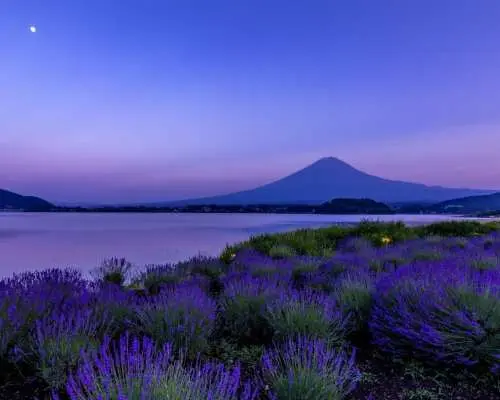 富士山私人包車一日遊｜東京出發・專屬司機接送・彈性客製化行程