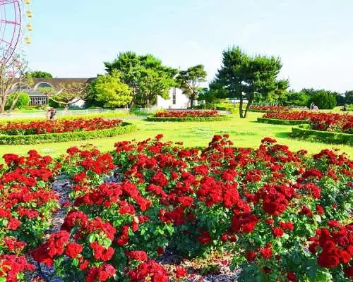 日本茨城常陆海滨公园花海・大洗鸟居・海鲜市场一日游｜东京出发