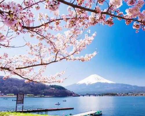 A day trip to two lakes near Mt. Fuji, Japan: Kawaguchiko Fuji Shibazakura Festival, Lake Yamanaka Hakucho Cruise, Mt. Fuji 5th Station / Asama Park [Seasonal Limited Time Only, Departure from Tokyo/Shinjuku]