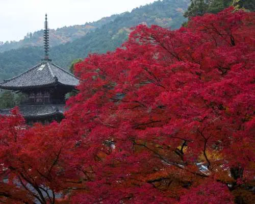 【大阪発】奈良紅葉スポット日帰りツアー｜東大寺、奈良公園、坪坂寺、世界遺産吉野山 - 紅葉鑑賞＆果物狩り体験（秋季限定）