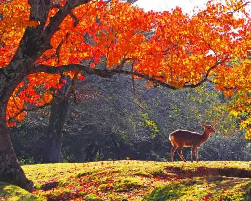 【大阪発】奈良紅葉スポット日帰りツアー｜東大寺、奈良公園、坪坂寺、世界遺産吉野山 - 紅葉鑑賞＆果物狩り体験（秋季限定）