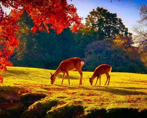 【大阪発】奈良紅葉スポット日帰りツアー｜東大寺、奈良公園、坪坂寺、世界遺産吉野山 - 紅葉鑑賞＆果物狩り体験（秋季限定）