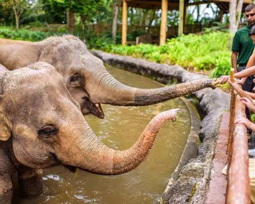Singapore: Zoo Entry Ticket, Tram Ride, and Hotel Transfer