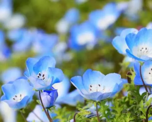 【東京・新宿発】ひたち海浜公園ネモフィラ青花畑＆あしかが花公園大藤まつり日帰りツアー