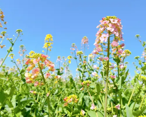 【中國】江西純玩3天團｜低至HK$79 起｜《春韻》花海梯田、古堡古橋、茶海品茗、詩意鄉野｜《踏春》陽明山粉紫浪漫杜鵑花、枚江金色油畫油菜花、地質秘境羅霄山｜深圳出發