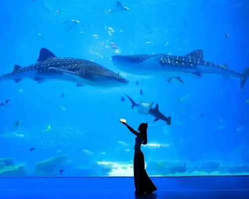 珠海长隆旅拍+专车接送套票